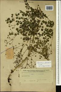 Thalictrum foetidum L., Caucasus, Azerbaijan (K6) (Azerbaijan)