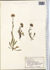 Erigeron, Middle Asia, Northern & Central Tian Shan (M4) (Kyrgyzstan)