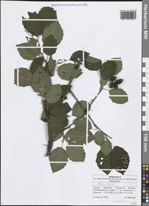 Alnus incana (L.) Moench, Eastern Europe, Middle Volga region (E8) (Russia)