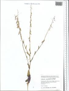 Goldbachia pendula Botsch., Middle Asia, Karakum (M6) (Turkmenistan)