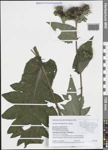Cirsium oleraceum (L.) Scop., Eastern Europe, Central region (E4) (Russia)
