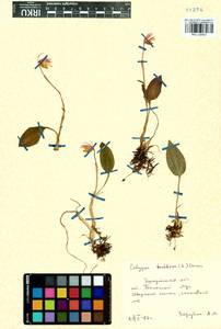 Calypso bulbosa (L.) Oakes, Siberia, Baikal & Transbaikal region (S4) (Russia)