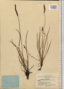 Plantago maritima L., Siberia, Altai & Sayany Mountains (S2) (Russia)