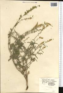 Reseda lutea L., Middle Asia, Pamir & Pamiro-Alai (M2) (Kyrgyzstan)