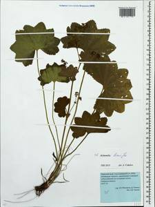 Alchemilla hians Juz., Eastern Europe, Eastern region (E10) (Russia)