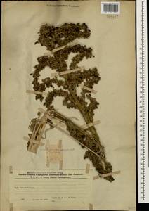 Verbascum pyramidatum M. Bieb., Caucasus, Azerbaijan (K6) (Azerbaijan)