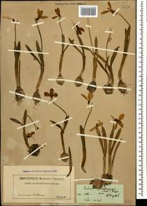 Galanthus alpinus var. alpinus, Caucasus (no precise locality) (K0)