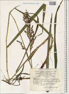 Sorghum halepense (L.) Pers., Caucasus, Black Sea Shore (from Novorossiysk to Adler) (K3) (Russia)