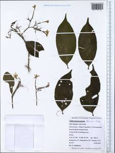 Tabernaemontana bovina Lour., South Asia, South Asia (Asia outside ex-Soviet states and Mongolia) (ASIA) (Vietnam)