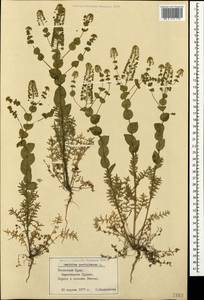 Lepidium perfoliatum L., Crimea (KRYM) (Russia)