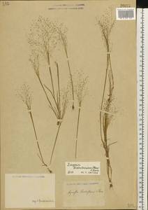 Colpodium biebersteinianum (Claus) Röser & Tkach, Eastern Europe, Lower Volga region (E9) (Russia)