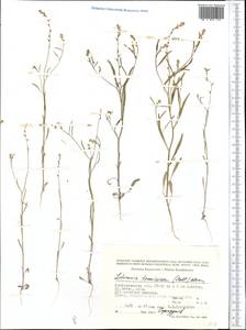 Litwinowia tenuissima (Pall.) Woronow ex Pavlov, Middle Asia, Caspian Ustyurt & Northern Aralia (M8) (Kazakhstan)