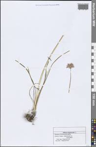 Allium angulosum L., Eastern Europe, Middle Volga region (E8) (Russia)