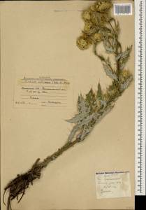 Cirsium echinus (M. Bieb.) Hand.-Mazz., Caucasus, Armenia (K5) (Armenia)