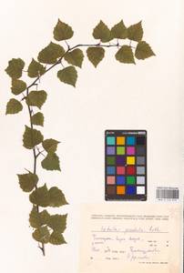 Betula pendula Roth, Eastern Europe, North-Western region (E2) (Russia)