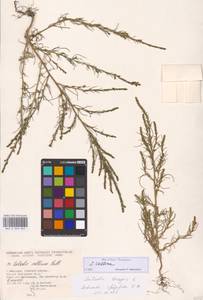Salsola collina Pall., Eastern Europe, Moscow region (E4a) (Russia)