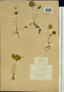 Oxalis acetosella L., Siberia, Altai & Sayany Mountains (S2) (Russia)