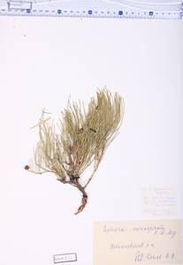 Ephedra monosperma J.G.Gmel. ex C.A.Mey., Siberia, Altai & Sayany Mountains (S2) (Russia)