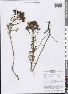 Hypericum perforatum L., Eastern Europe, Middle Volga region (E8) (Russia)