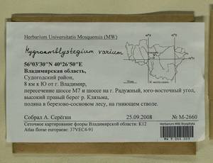 Hygroamblystegium varium (Hedw.) Mönk., Bryophytes, Bryophytes - Middle Russia (B6) (Russia)
