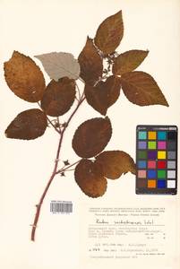 Rubus idaeus subsp. melanolasius Focke, Siberia, Russian Far East (S6) (Russia)