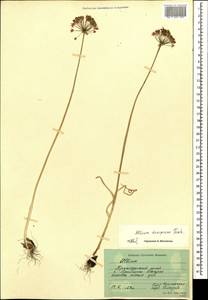 Allium decipiens subsp. quercetorum Seregin, Caucasus, Krasnodar Krai & Adygea (K1a) (Russia)