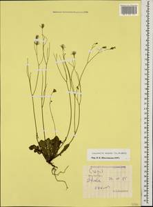 Crepis sancta subsp. sancta, Caucasus, South Ossetia (K4b) (South Ossetia)