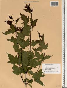 Acer tataricum subsp. ginnala (Maxim.) Wesm., Eastern Europe, Central forest region (E5) (Russia)