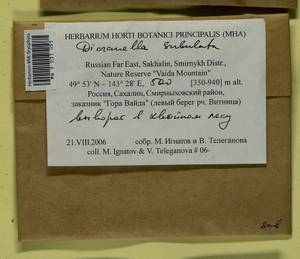 Dicranellopsis subulata (Hedw.) Bonfim Santos, Siebel & Fedosov, Bryophytes, Bryophytes - Russian Far East (excl. Chukotka & Kamchatka) (B20) (Russia)