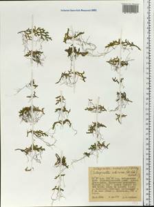 Selaginella rupestris (L.) Spring, Siberia, Russian Far East (S6) (Russia)