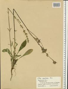 Silene densiflora d'Urv., Eastern Europe, Central forest-and-steppe region (E6) (Russia)