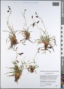 Carex podocarpa R.Br., Siberia, Russian Far East (S6) (Russia)