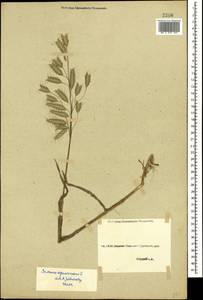Bromus squarrosus L., Caucasus, Georgia (K4) (Georgia)