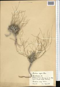 Lepidium meyeri Claus, Middle Asia, Caspian Ustyurt & Northern Aralia (M8) (Kazakhstan)