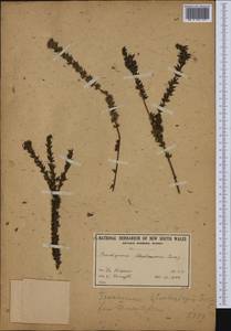 Platysace stephensonii (Turcz.) C. Norman, Australia & Oceania (AUSTR) (Australia)