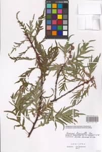 Quercus conferta Kit., Eastern Europe, Moscow region (E4a) (Russia)