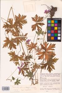 Geranium collinum Stephan ex Willd., Eastern Europe, Lower Volga region (E9) (Russia)