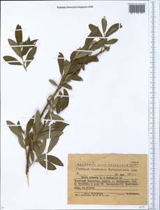Salix cinerea × viminalis, Siberia, Western (Kazakhstan) Altai Mountains (S2a) (Kazakhstan)