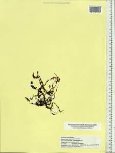 Saxifraga oppositifolia, Siberia, Central Siberia (S3) (Russia)