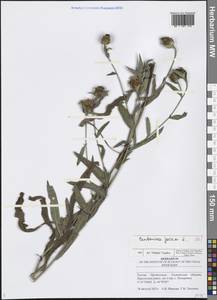 Centaurea jacea L., Eastern Europe, Middle Volga region (E8) (Russia)