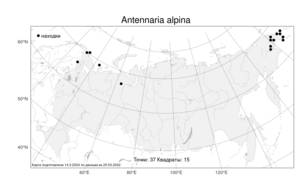 Antennaria alpina (L.) Gaertn., Atlas of the Russian Flora (FLORUS) (Russia)