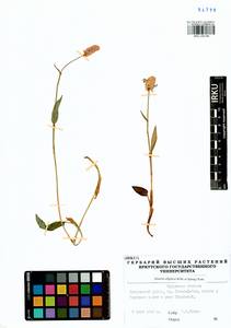 Bistorta elliptica (Willd. ex Spreng.) Kom., Siberia, Baikal & Transbaikal region (S4) (Russia)