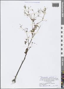 Ranunculus sceleratus L., Eastern Europe, Lower Volga region (E9) (Russia)