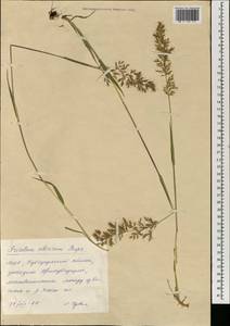 Sibirotrisetum sibiricum (Rupr.) Barberá, Mongolia (MONG) (Mongolia)