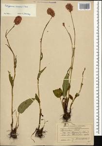 Bistorta carnea (K. Koch) Kom., Caucasus, Armenia (K5) (Armenia)