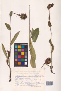 Hypochaeris ciliata (Thunb.) Makino, Siberia, Russian Far East (S6) (Russia)