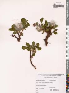 Salix sphenophylla A.K.Skvortsov, Siberia, Chukotka & Kamchatka (S7) (Russia)