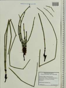 Equisetum hyemale L., Eastern Europe, North Ukrainian region (E11) (Ukraine)