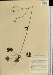 Ranunculus propinquus subsp. subborealis (Tzvelev) Kuvaev, Siberia, Baikal & Transbaikal region (S4) (Russia)
