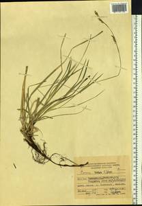 Carex rhizina subsp. reventa (V.I.Krecz.) T.V.Egorova, Siberia, Russian Far East (S6) (Russia)